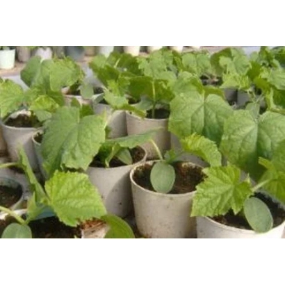 Сеянцы огурца в горшочках - Виллина