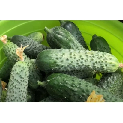 Свежие огурцы сорта Виртуоз в зелёной миске