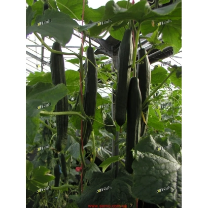 Огурцы сорта ВИСТА F1 растут на кусте в теплице