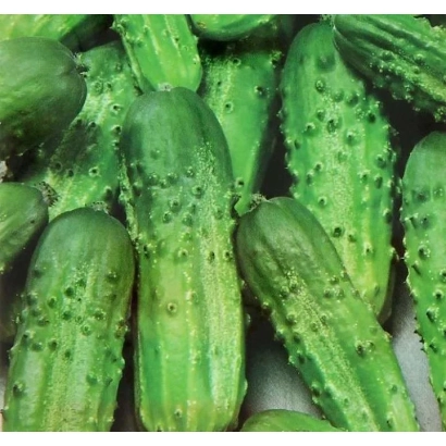 Свежие огурцы сорта ВОЛГОДОНСКОЙ 231