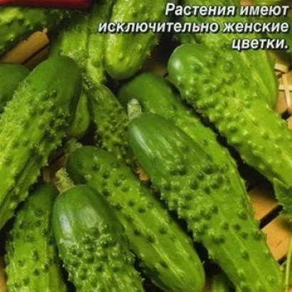 Fresh cucumbers with text about female plant flowers - VOZHAK