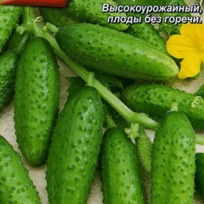 Свіжі огірки сорту Вулкан на гілці з квітком