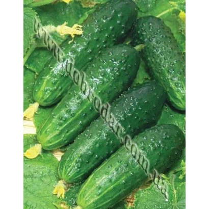 Свежие огурцы на листьях - Взгляд