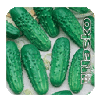 Семена огурца ВИЕСКО на фоне огурцов - ВЗГЛЯД F1