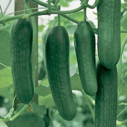 Свежие огурцы Яни F1 на ветвях