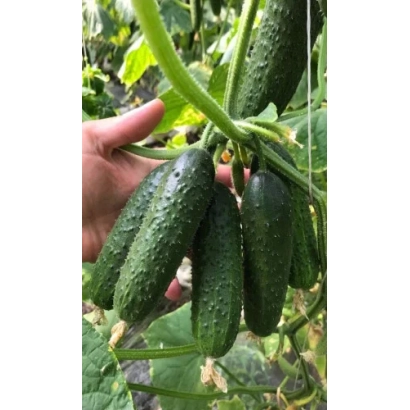 Свежие огурцы на лозе, держатся рукой - Забава