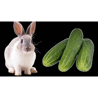 Три огурца и заяц на черном фоне - ЗАЙЧИК