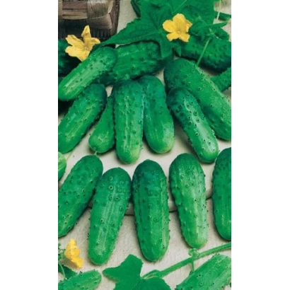 Свежие огурцы с цветками на фоне - Закусочный