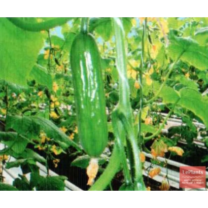 Зеленый огурец на грядке с листьями и стеблями - ЗАРЕЧЬЕ