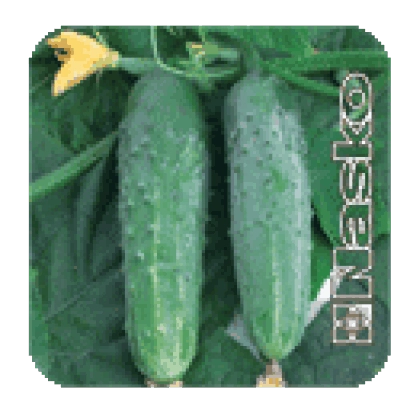 Два огурца сорта ЗЕФИР F1 на фоне листьев