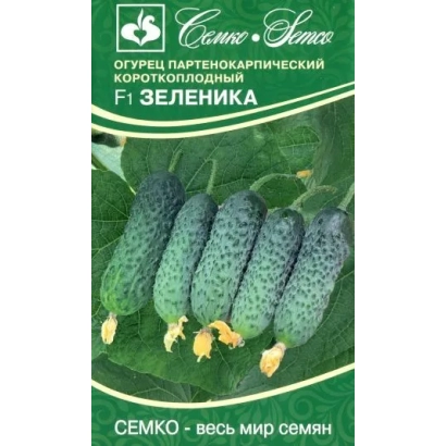 Seeds of parthenocarpic cucumber variety Zelenika on a green background with images of fruits