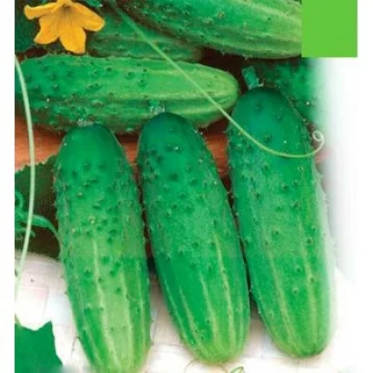 Свежие огурцы сорта ЖЛ-161 | ZL-161 на фоне цветка