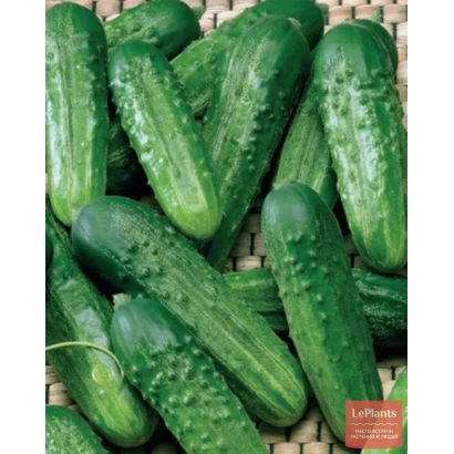 Свежие огурцы на плетеной подложке - ЗОДИАК 499