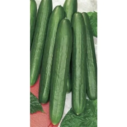 Свежие огурцы сорта Зозуля F1 на красном фоне