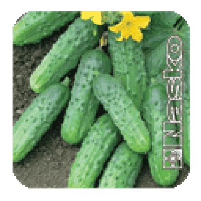 Огурцы ЗУБРЬОНОК F1 на грядке с цветками