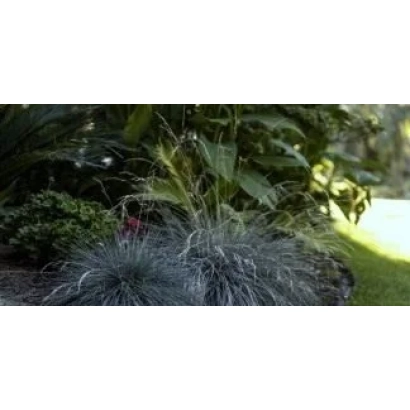 Fescue in landscape design against greenery - AGGRESSOR