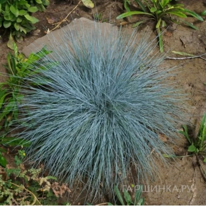 Синяя овсяница растёт на земле - АЙСУ