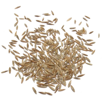 Семена овсяницы на белом фоне - АЛСТАР