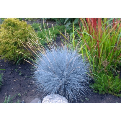 Синяя овсяница в саду - Армани