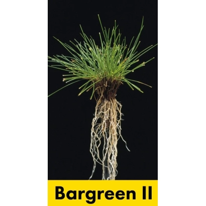 Oats plant Bargreen II on black background