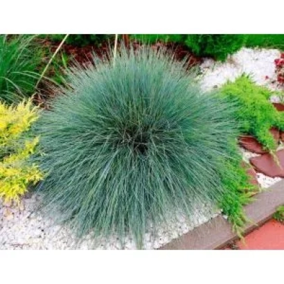 Растение овсяница в ландшафтном дизайне - БАРИАН