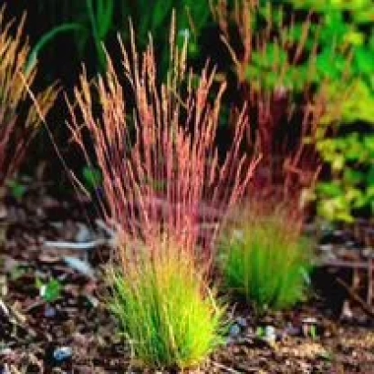 Moss grass plant with pink-purple flower spikes against green foliage - BARCRIPTO