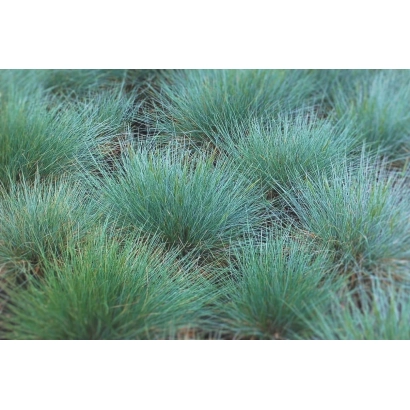 Кусты овсяницы на фоне поля - Борнито