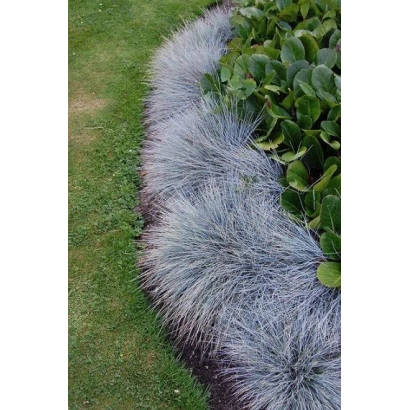 Darina Oatgrass in a lawn setting