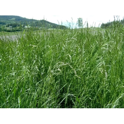 Поле овсяницы на фоне холмов - ДЕДИНОВСКАЯ 8