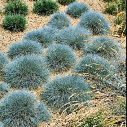 Голубая овсяница в ландшафте - Деметра