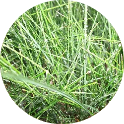 Зелёная овсяница в круглой рамке - Диана