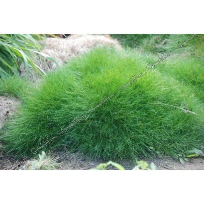 Festuca plant in soil - FESTUCAL