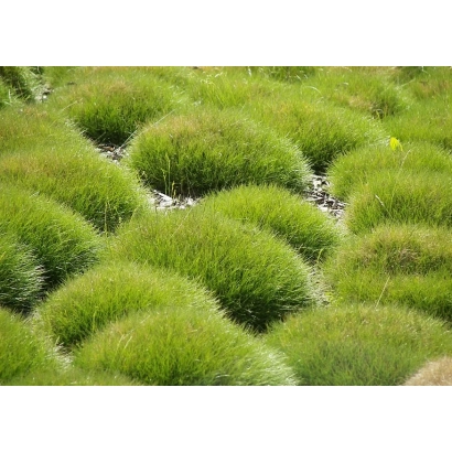 Зелёные кусты овсяницы на поле - ХАРДТОП