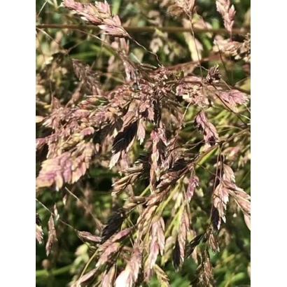 Сухие стебли овсяницы на фоне зелени - ИСКРИНКА