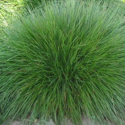Bunch of Festuca glauca with dense green foliage - IVICA
