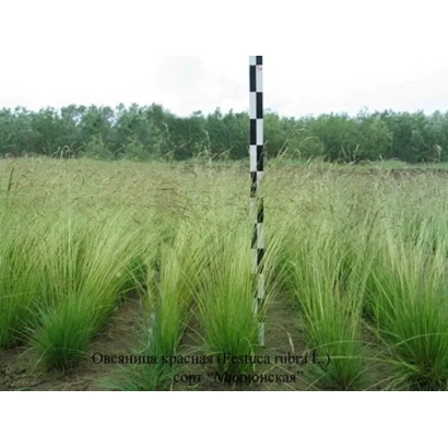 Поле овсяницы КАМАЛИНСКАЯ 95 на фоне леса