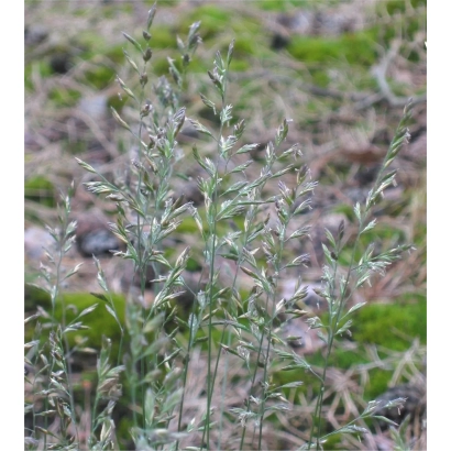 Растение овсяница на фоне земли - КАРПАТЧИ