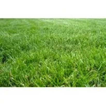 Зелёная овсяница на фоне поля - КАЗАЧИНСКАЯ 182