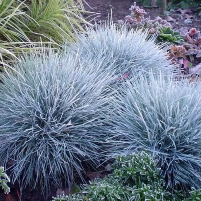 Голубая овсяница в саду - Казанская