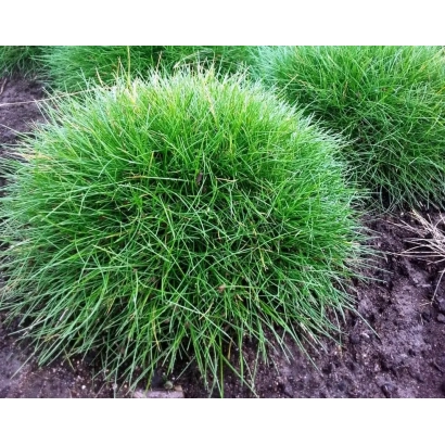 Овсяница КРАСНОДАРСКАЯ 36 на земле