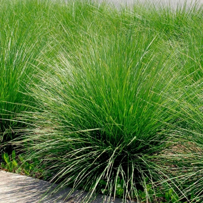 Овсяница КРАСНОДАРСКАЯ 50 на фоне зелёной травы