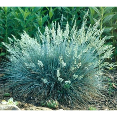 Blue oat grass plant with silvery-blue foliage against green background - Kvarta
