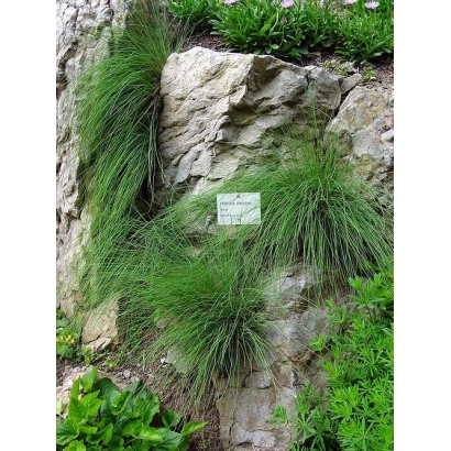 Растение Овсяница Людмила на камне с информационной табличкой