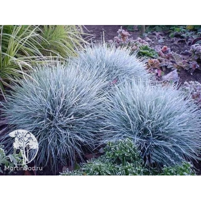 Голубая овсяница в саду - Мечта