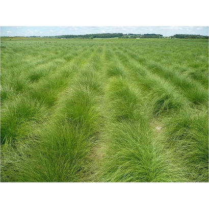 Поле овсяницы МОРШАНСКАЯ 4