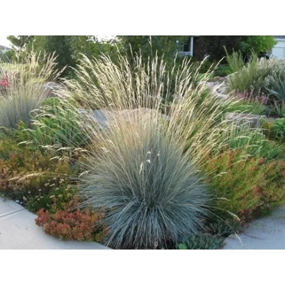 Oats grass in a flowerbed with other plants - NIL