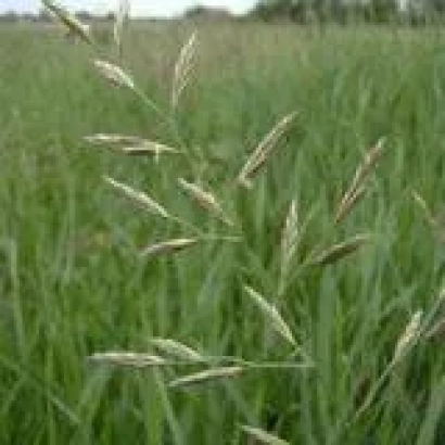 Поле овсяницы с крупным планом соцветий - НОВОСИБИРСКАЯ 21