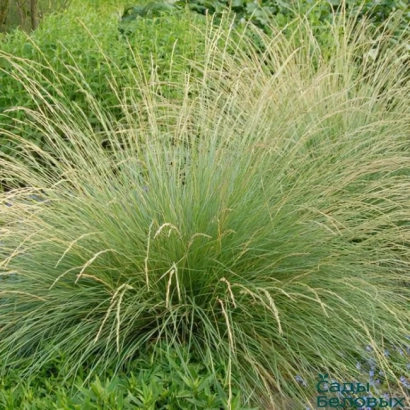 Овсяница Престиж на фоне зелёной растительности