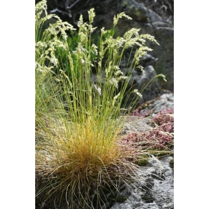 Plant Oats on rocky background - PROSTAVA