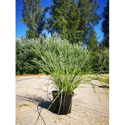 Растение Овсяница в горшке на фоне деревьев - ПСКОВСКАЯ МЕСТНАЯ